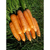Морковь Витаминная 6 фото 1 