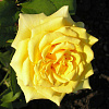 Роза чайно-гибридная Ландора фото 2 